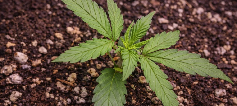 Planta joven de Afghan Kush en fase inicial de crecimiento en sustrato aireado