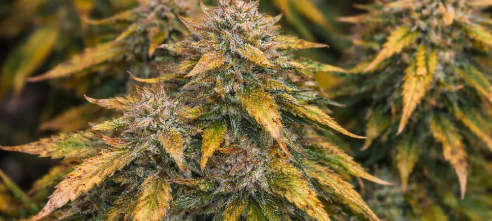 Planta de Afghan Kush en fase final de engorde con cogollos compactos y alta producción de resina