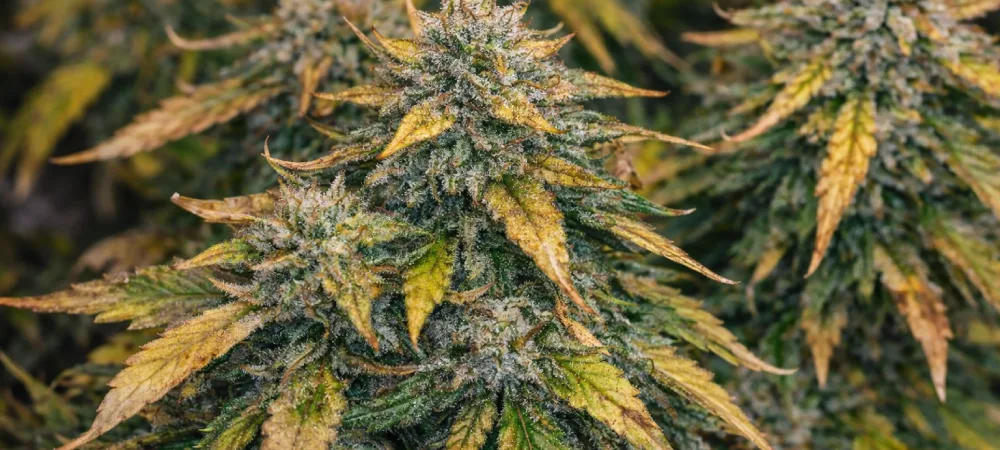 Cogollos de Afghan Kush en floración avanzada mostrando maduración y hojas amarilleando antes de la cosecha