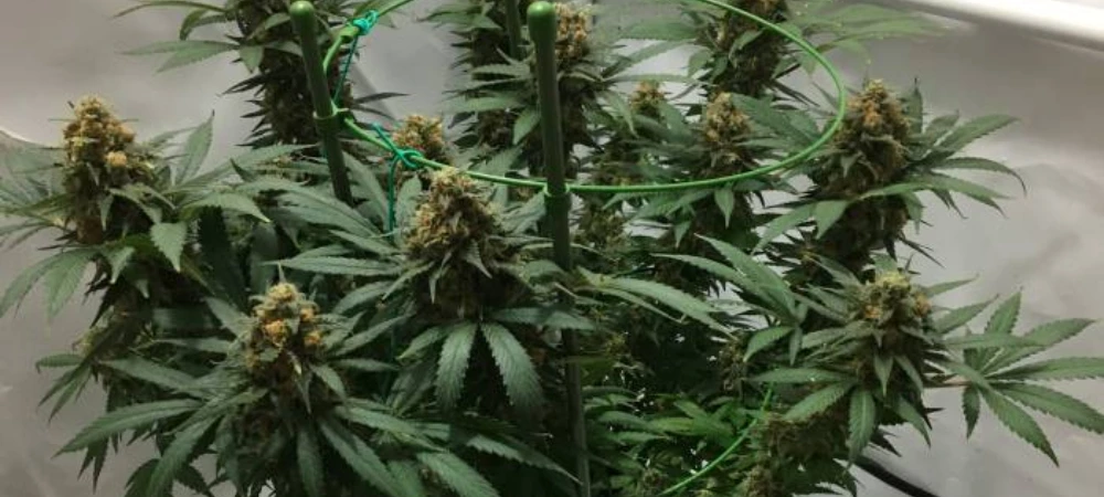 AK-47 en floración avanzada con cogollos compactos en cultivo interior
