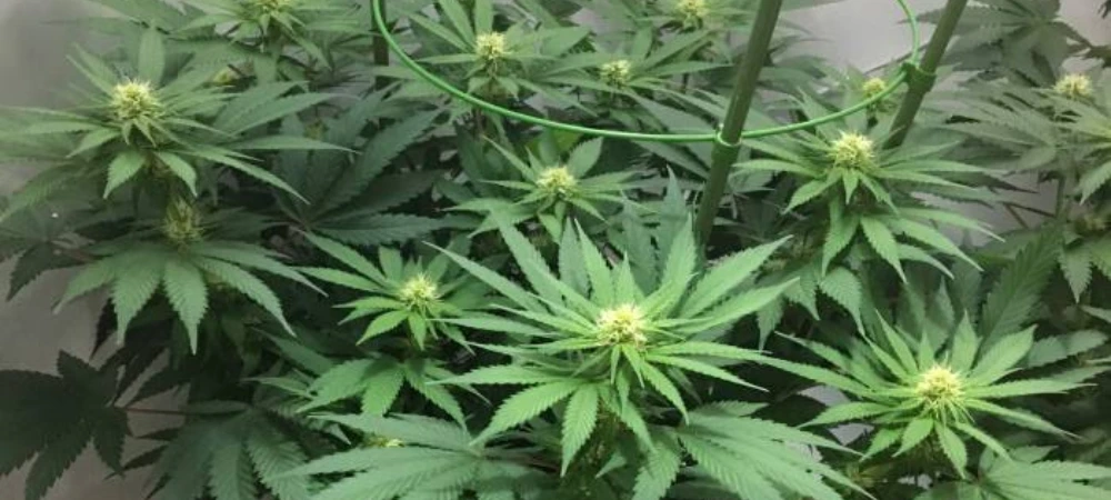 Plantas de AK-47 en floración temprana en cultivo interior