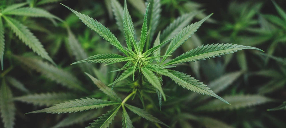 planta de amnesia haze en fase inicial de crecimiento con estructura sativa