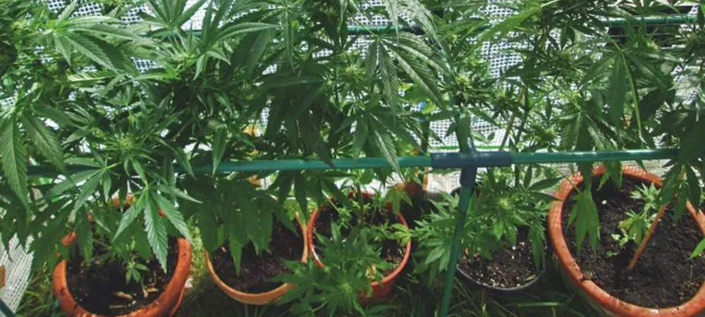 cultivo de amnesia haze en maceta en exterior con plantas de gran tamaño