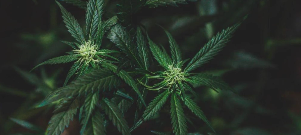 inicio de floración en amnesia haze con cogollos jóvenes y pistilos blancos