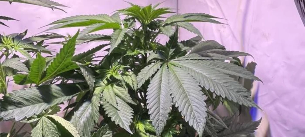 Planta de Amnesia Lemon en fase de crecimiento en cultivo interior bajo iluminación LED