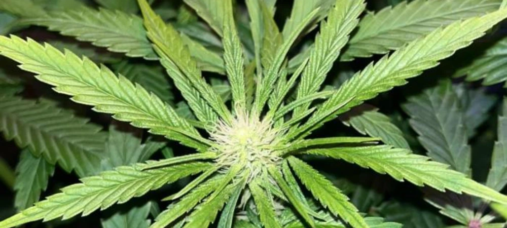 Amnesia Lemon en prefloración mostrando los primeros pistilos y estructura sativa