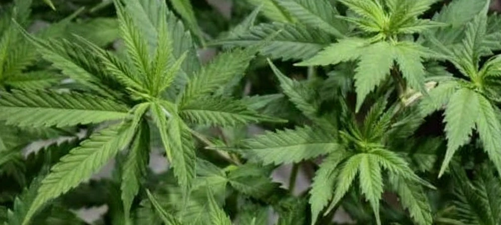 Planta de Banana Kush en fase vegetativa mostrando hojas anchas y un verde intenso, optimizada con la nutrición de crecimiento de Boom Nutrients.