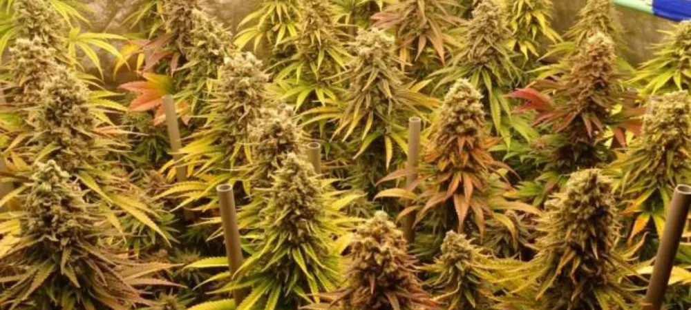Plantas de Big Bud en floración avanzada en interior mostrando cogollos grandes y densos