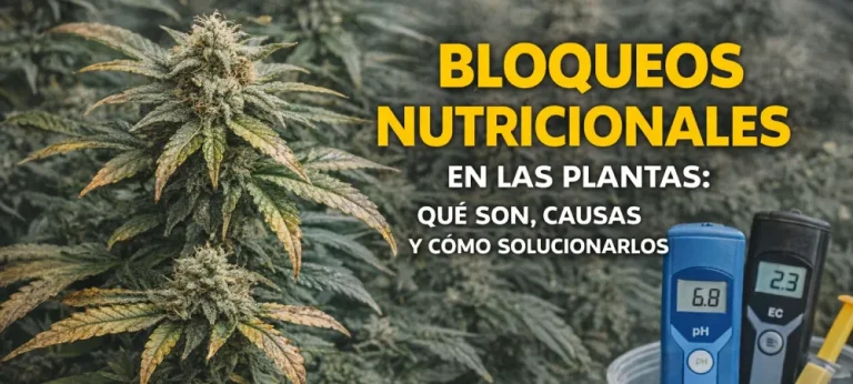planta en cultivo con síntomas de bloqueo nutricional relacionados con problemas de absorción de nutrientes