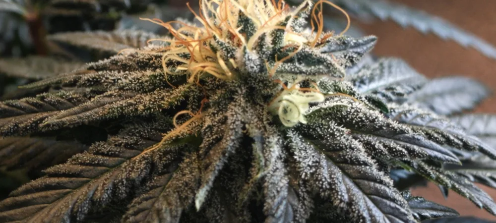 Cogollo de Blueberry Haze en fase de engorde con alta producción de resina y pistilos anaranjados en cultivo interior.