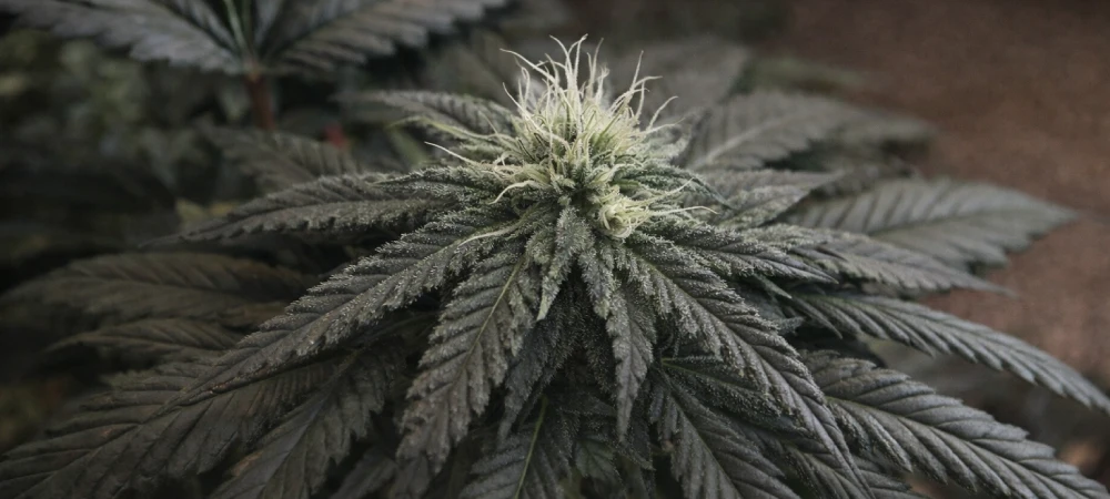 Cogollo de Blueberry Haze en floración temprana cultivado en interior bajo LED con tricomas visibles y pistilos blancos en desarrollo.