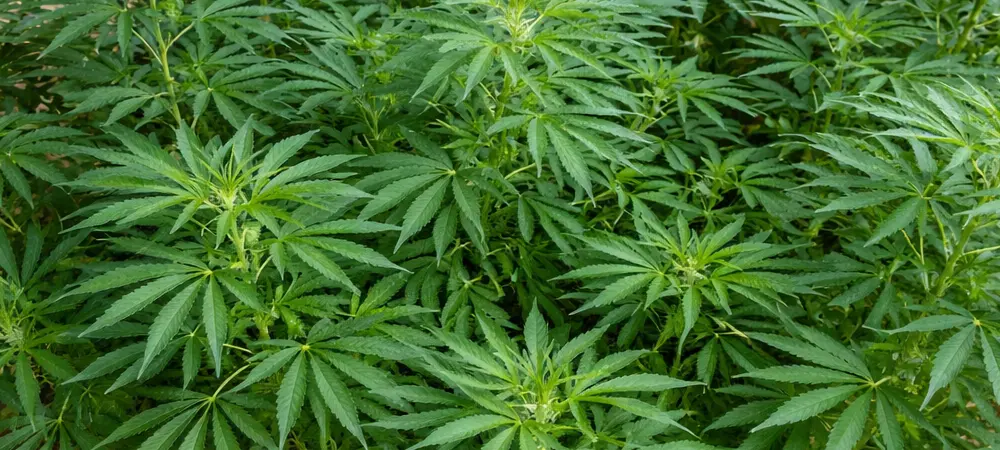 Planta Blueberry en exterior en maceta grande durante fase de crecimiento con estructura frondosa y hojas verdes sanas