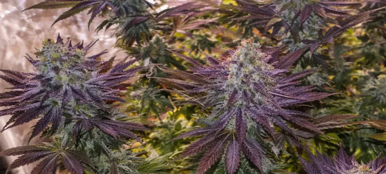 Blueberry Strain en interior durante floración avanzada con cogollos densos y hojas moradas cubiertas de resina