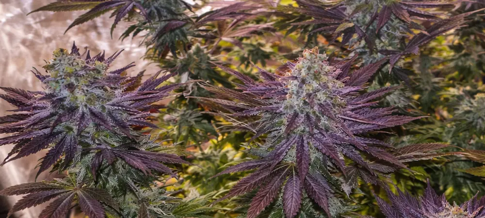 Blueberry Strain en interior durante floración avanzada con cogollos densos y hojas moradas cubiertas de resina