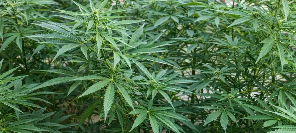 Blueberry Strain en prefloración en exterior con múltiples ramas y primeros puntos florales visibles