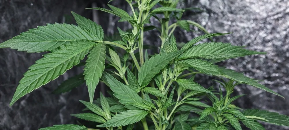 Planta de Bubba Kush en fase de crecimiento vegetativo en cultivo interior con estructura compacta