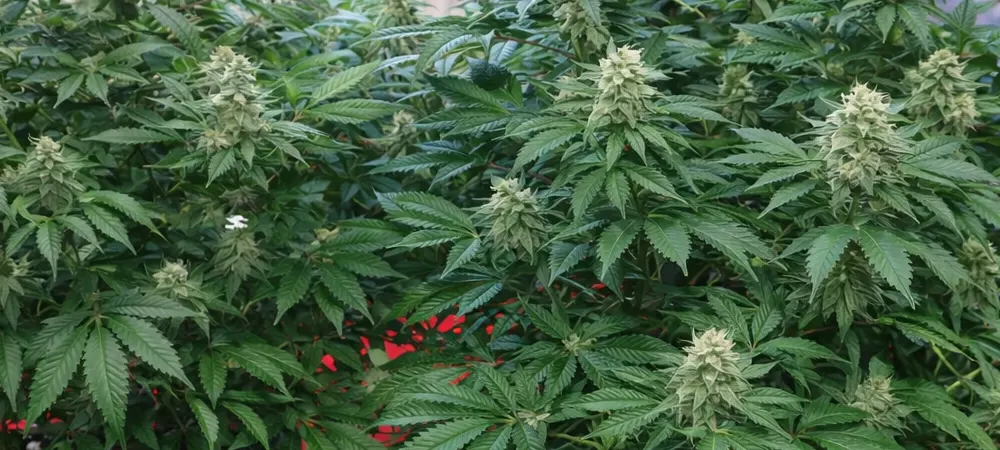 Plantas de Bubba Kush en floración en cultivo interior mostrando estructura compacta y cogollos en desarrollo