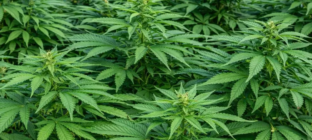 Plantas de Cheese en fase de crecimiento cultivadas en exterior con desarrollo vegetativo vigoroso