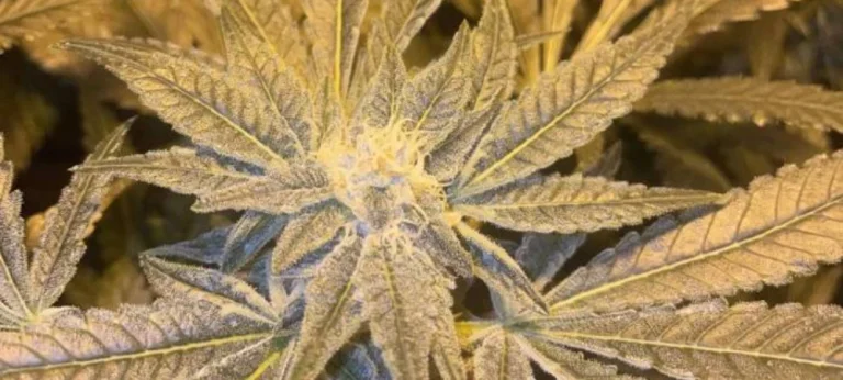 Cogollo de Kali Mist en floración avanzada con alta producción de resina