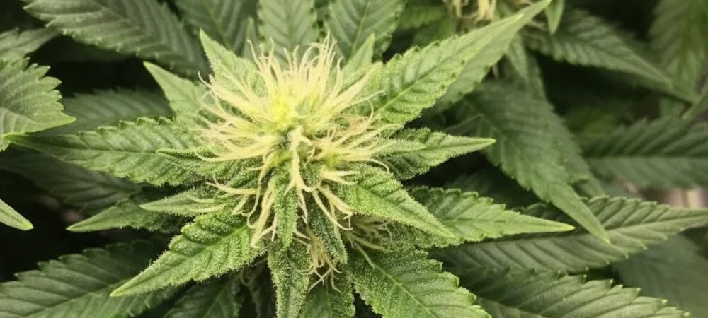 Detalle de una flor madura de Girl Scout Cookies con cálices densos, estigmas anaranjados y una gruesa capa de tricomas lechosos.