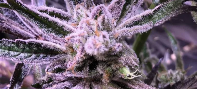 Cogollo de Purple Haze en floración avanzada con alta producción de resina y tonos púrpura