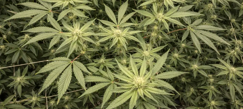 Vista general de una planta de cannabis Runtz cultivada con luces LED, mostrando una estructura ramificada y saludable tratada con Silic Boom