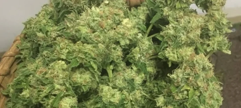 Cesta con flores recién cosechadas de Pineapple Express, resaltando la densidad de los cogollos y la abundancia de resina tropical.