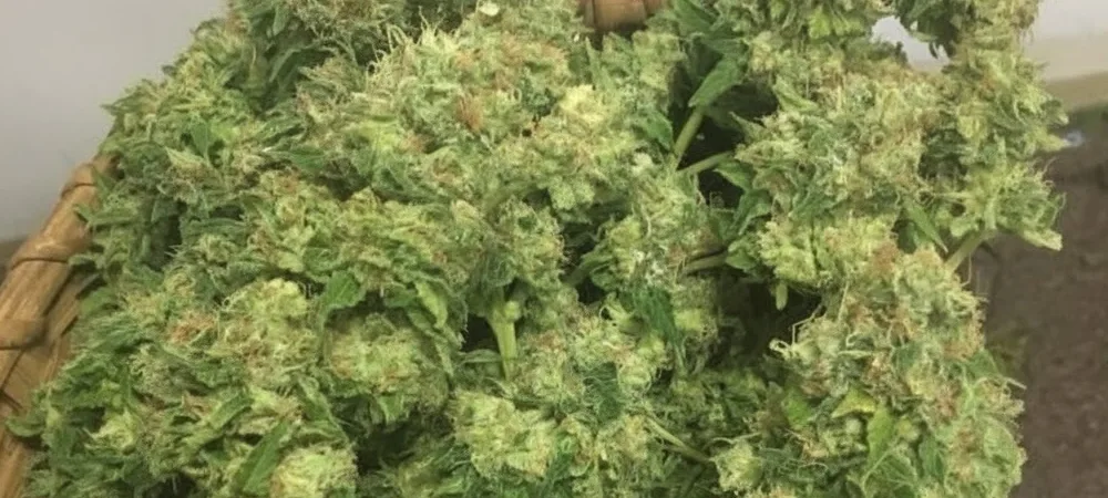 Cesta con flores recién cosechadas de Pineapple Express, resaltando la densidad de los cogollos y la abundancia de resina tropical.