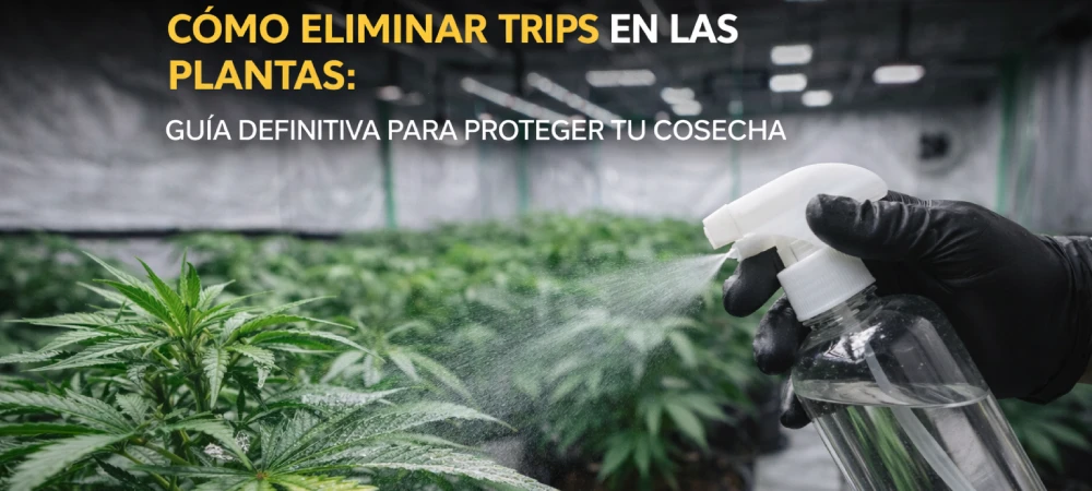 Cultivador con guantes negros aplicando un tratamiento foliar con pulverizador en un cultivo de interior para eliminar una plaga de trips.