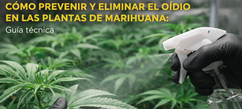 Imagen de portada con el título "Cómo prevenir y eliminar el oídio en las plantas de marihuana" que muestra a un cultivador tratando una hoja infectada con un pulverizador.
