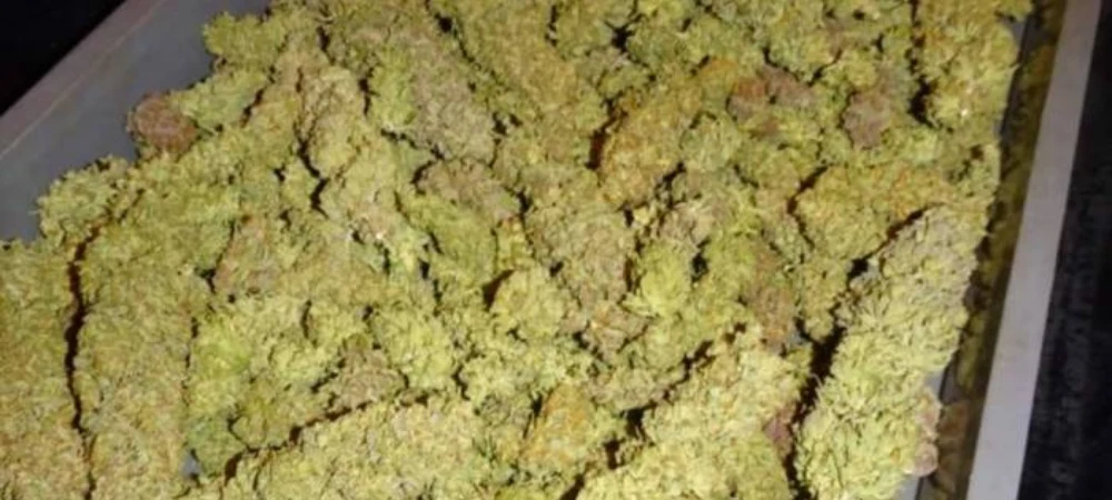 Cogollos de Big Bud cosechados con alta densidad y gran volumen