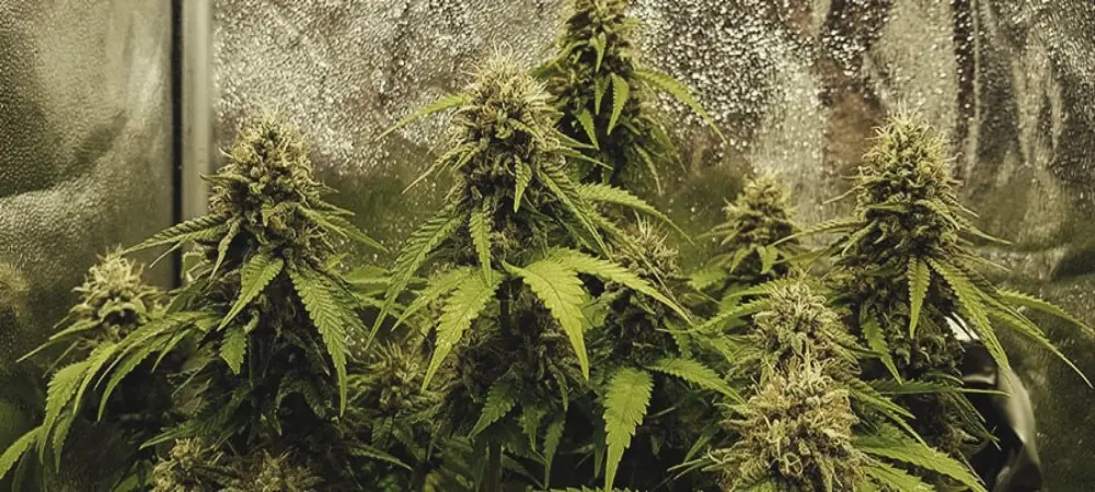 Floración de Critical en cultivo interior con cogollos grandes y compactos
