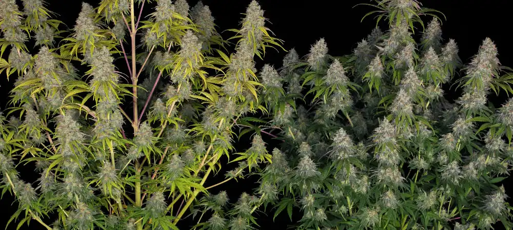 Planta de cannabis Critical adulta con estructura productiva y múltiples colas