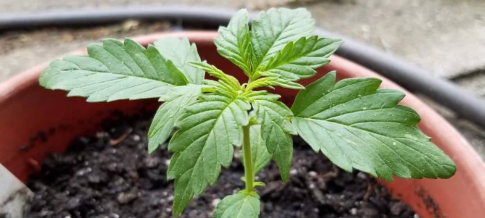 Planta joven de cannabis Critical en los primeros días de cultivo