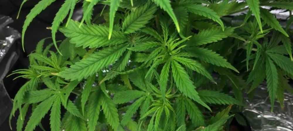 Critical Plus en fase de crecimiento vegetativo en cultivo interior con hojas sanas y vigorosas