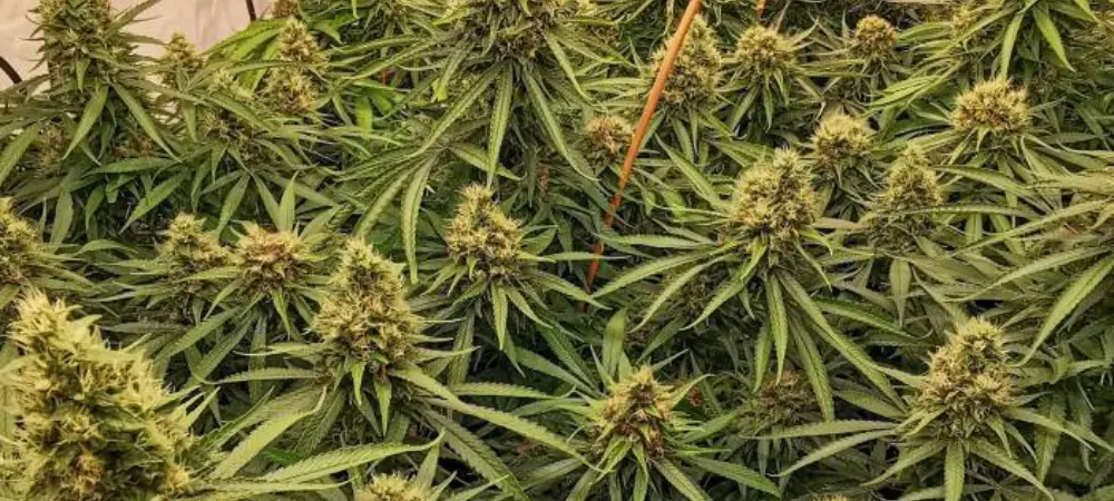 Critical Plus en floración avanzada en cultivo interior con cogollos densos y productivos