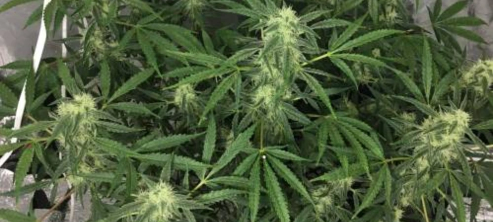 Planta de Critical Plus en inicio de floración en cultivo interior bajo luz artificial