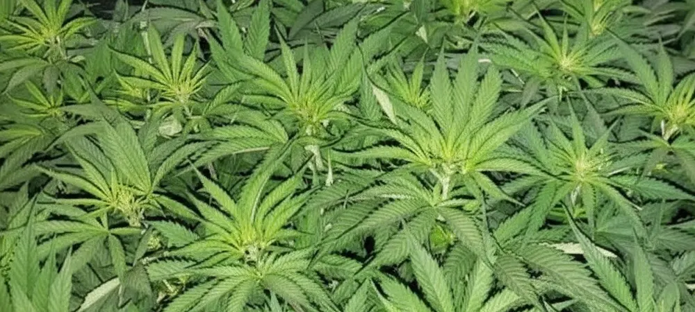 Planta de Gorilla Glue #4 en fase de crecimiento vegetativo bajo red de SCROG, mostrando un follaje verde intenso y saludable tratado con Silic Boom.