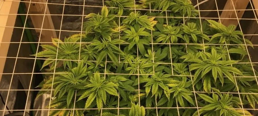 Vista superior de una planta de cannabis Girl Scout Cookies cultivada en interior utilizando una red de SCROG de madera para optimizar la exposición lumínica.