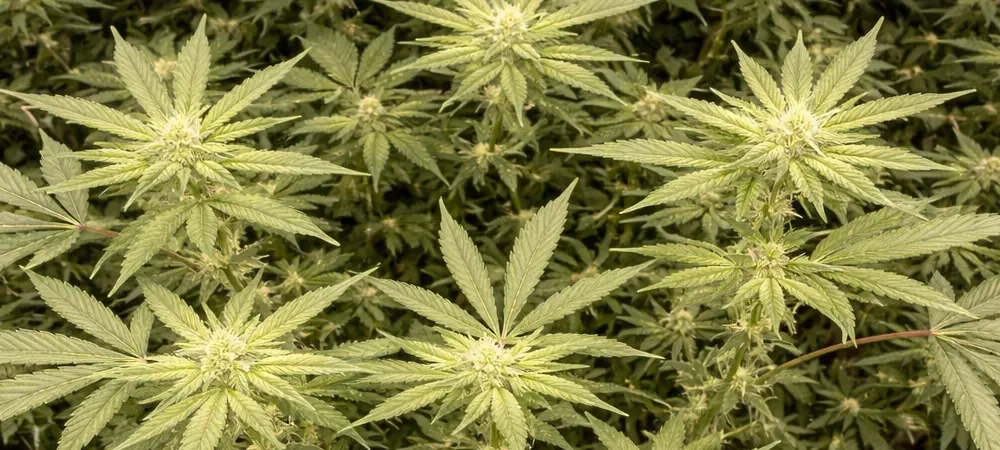 Fotografía en alta resolución de una planta Runtz al inicio de la floración, mostrando el desarrollo de pistilos blancos y los primeros tricomas sobre las hojas de azúcar