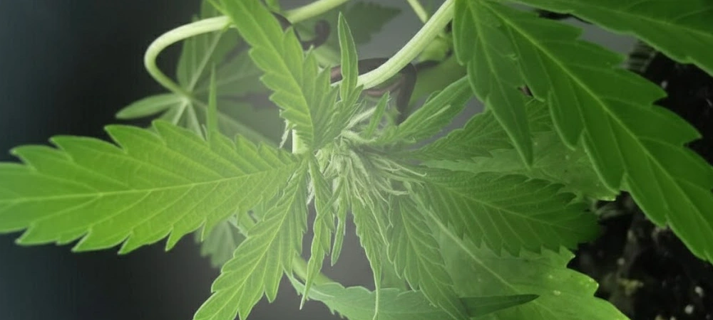 Planta de cannabis Zkittlez en fase vegetativa bajo iluminación LED, mostrando una estructura arbustiva saludable y hojas de un verde intenso.