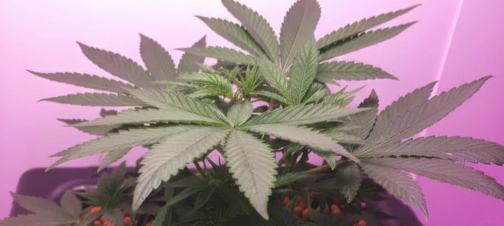 Planta de Wedding Cake en fase vegetativa bajo luces LED, mostrando una estructura sana y robusta gracias al aporte de Calmag y Silic Boom.