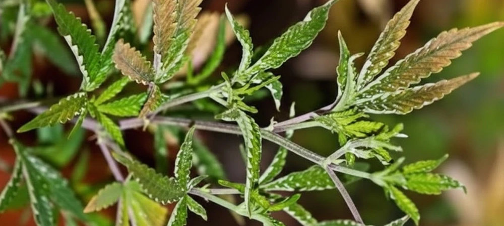 Primer plano de brotes nuevos de cannabis con aspecto plastificado y clorosis debido a una infestación de microácaros.
