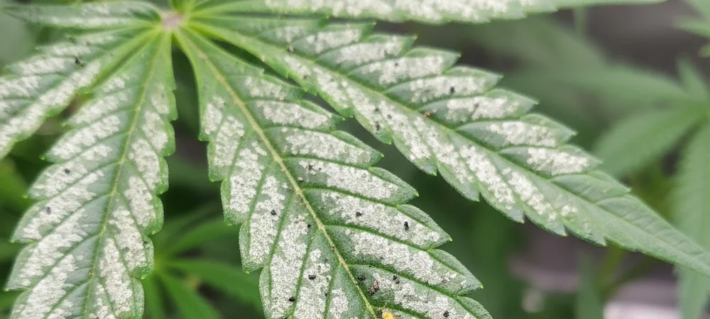 Hoja de cannabis mostrando el daño característico por trips con grandes manchas plateadas brillantes producidas por la succión de savia.