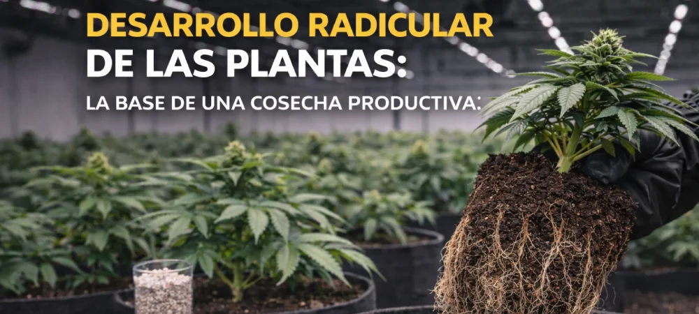 Sección transversal de un sustrato de cultivo mostrando una arquitectura de raíces blancas y ramificadas con pelos absorbentes activos en su desarrollo radicular de las plantas.