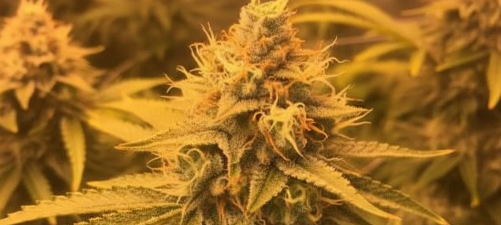 Primer plano de un cogollo de Pineapple Express en las últimas semanas de floración, mostrando pistilos anaranjados y una cobertura total de tricomas brillantes.