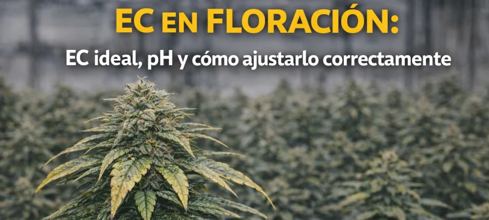 control del ec en floración mostrando el ec ideal y la relación entre ph y ajuste nutricional en el cultivo