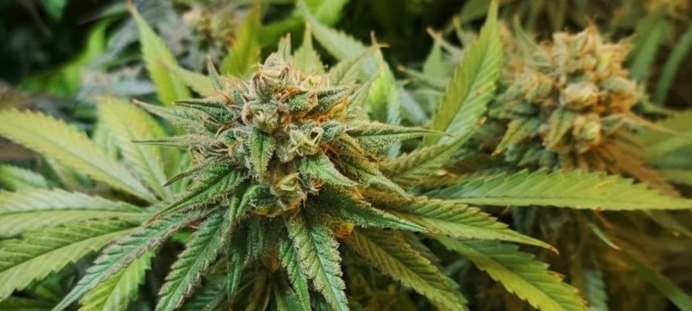 Vista de varios cogollos de Banana Kush en la sexta semana de floración, destacando el vigor híbrido y la formación de tricomas bajo luces LED.