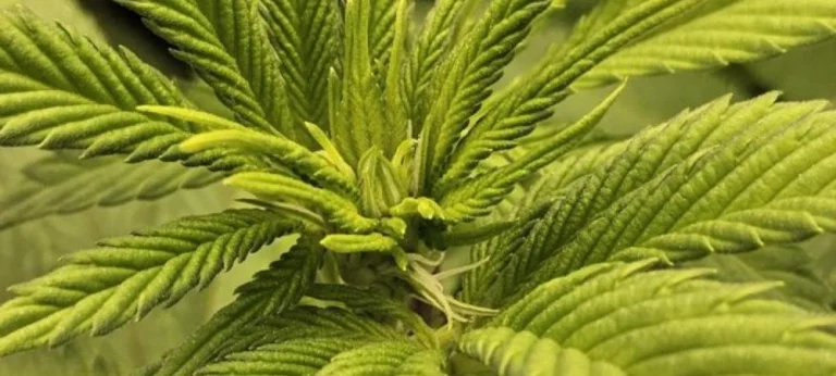 Plantas de Fat Bastard en fase de crecimiento vegetativo en interior con estructura compacta