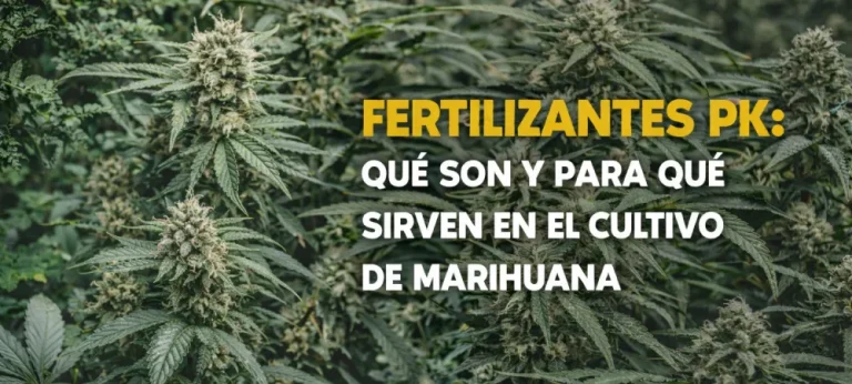 plantas en fase de floración mostrando desarrollo avanzado de flores y necesidad de fósforo y potasio